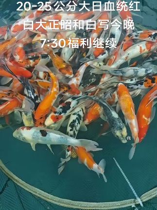 养鱼达人必看!包邮包损的大日血统锦鲤来啦! 大日血统红白大正昭和白写福利继续