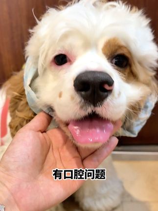 猫狗嘴巴里的问题一定要从小重视起来! #加里卡 #加里卡益生菌洁齿水 #猫咪嘴臭 #新手养猫