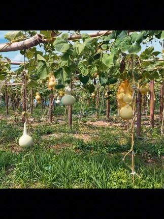 小巧葫芦,把玩不腻! 