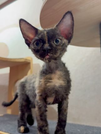 超萌卷毛玳瑁猫,软绵绵抱不住自己! 想养一只好看又聪明不爱掉毛的德文猫咪?这只招米黑包金玳瑁妹妹一定不要错过!#猫咪 #德文卷毛猫 #萌宠 #德文卷毛 #这猫是个老实孩子