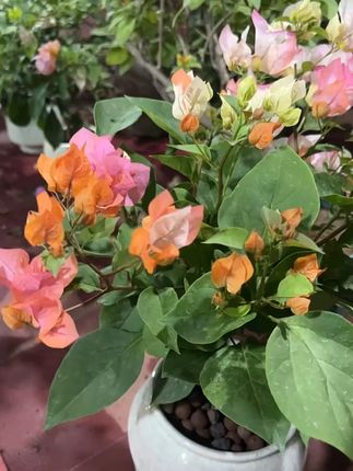 阳台变花园!三角梅包邮到家,四季花开不断! 基地实拍-橙口红的美无人可及#三角梅 