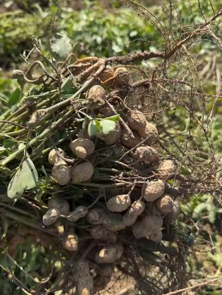 地道河南沙土花生,熬粥油炸样样行! 原产地直发的,非转基因的花生果,花生米,口感超赞,