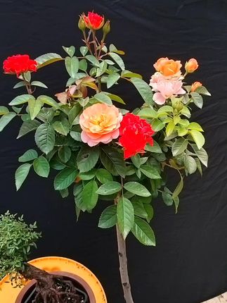 小空间大绿意,姬乙女雪球让家变花园! #花卉绿植 #花卉基地 #月季 喜欢棒棒糖月季,微月提根盆景花卉的朋友,关注主播,每天不定时给大家放福利🧧