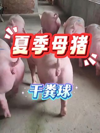 #母猪 #母猪养殖技术 #所有养猪人 #自繁自养 #养猪