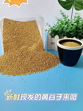 小鸟爱吃的谷子,干净又健康! 小鸟也要多吃粮食了!这款营养丰富的食物别错过!#鹦鹉粮食 #黄谷子鸟粮 #带壳黄谷子 #在抖音云逛一下 #宠宠超能力