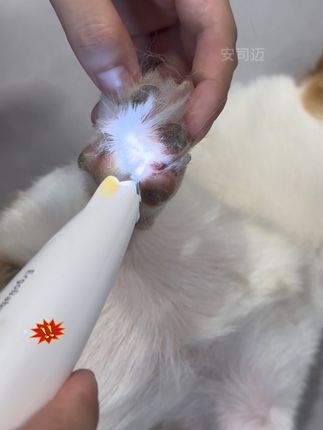 养宠家庭一定要备一把电推剪! 这种小刀头的就很方便,平时剃个脚毛、嘴毛、屁屁毛都很简单#宠物电推剪 #养狗人 #狗狗剃脚毛 #养狗人 #萌宠好物 