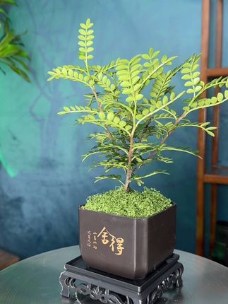 家里空气清新又驱蚊的秘密武器! #清香胡椒木 #养花修心 