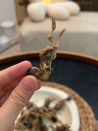 猫粮好搭档,宠物零食界的新宠儿——冻干鹌鹑 #萌宠出道计划#萌宠#冻干#宠物零食#宠物食品