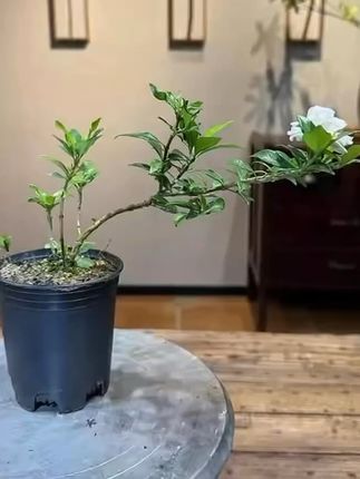 夏日清新!这盆栀子花开满香,家里空气都变甜了 今天又收到一盆好物!这株植物寓意吉祥如意、幸福安康,快来看看!#杨紫 牡丹之下是更美的牡丹#乡村生活也可以充满诗意#与辉同行甘肃行#白月光不一定是人#用鲜花做一盏绝美台灯