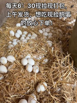农家现捡鹅蛋,鲜美营养全家共享! 每天6:30带着大家鹅窝里现捡现打包,想吃现捡的鹅蛋放心下单了!#自家养殖 #鹅蛋 #现捡现发 #鹅蛋的营养价值 #日常vlog 