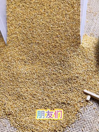 养鹦鹉就选这款!营养丰富黄谷子,虎皮鹦鹉爱不停! 快来看看你的小鸟是不是该换口粮了!#鸟食 #鹦鹉 #鹦鹉粮 #养鸟经验分享