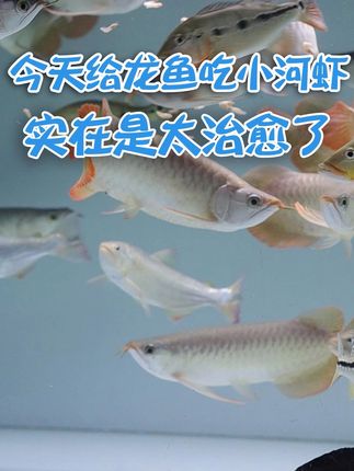 带你沉浸式欣赏一下龙鱼吃小河虾 #养鱼 #水族 #龙鱼 #鱼食 #养鱼日记