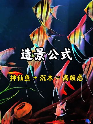 热带鱼缸里的灵动精灵,养了你就知道什么叫惊艳! #鱼缸造景 #神仙鱼 #观赏鱼
