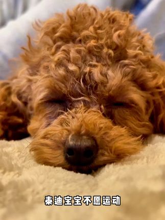 泰迪犬狗狗不爱运动,可能是缺钙了! #泰迪 #泰迪宝宝 #泰迪犬 #泰迪钙片 #狗钙片