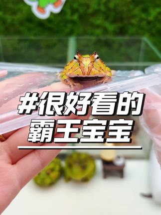 超萌霸王角蛙到手超简单!包邮送到家! 下单后安排发货哦~到手一只包邮!#角蛙 #小丸子爬宠 #霸王角蛙 #抖in萌宠计划⚡