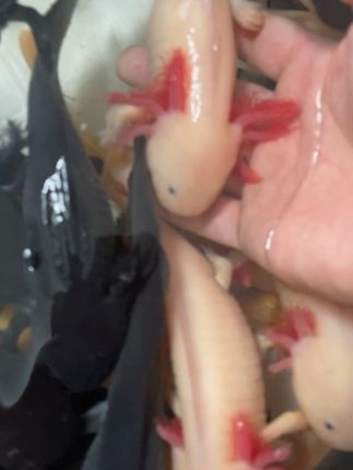 轻松养鱼不犯愁,好看又好活的冷水鱼来啦! 精品大鳃#六角恐龙鱼 恐龙