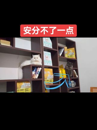 猫咪爱吃不挑食,下单猫粮送猫条奶糕! 怎么才能让你安分上班?#大圆嫡宠 #大圆嫡宠猫粮 #大圆嫡宠狗粮 #大圆嫡宠猫条 #大圆嫡宠奶糕 