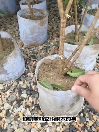 种花养树超方便!控根神器包邮到家 今天下午四点半开始发货了!下单即发,快递包邮到家!#美植袋无纺布 ##果树种植管理 #种植小技巧 #这也能开播