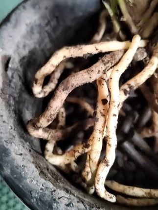 种花不用愁,虫屎土养出好花草,还能免费退! 兰菌虫屎颗粒土,富含天然的腐植酸,养份足,微量元素均匀,让你的兰花根壮苗壮勤花