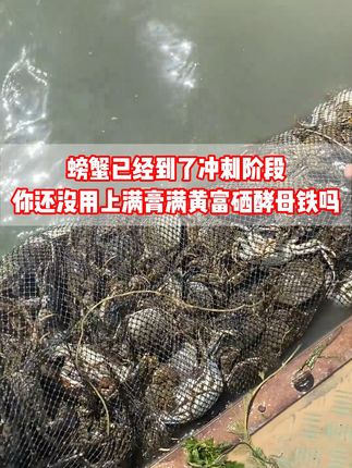 螃蟹已经到了冲刺阶段,你还没用上满膏满黄富硒酵母铁吗?#螃蟹养殖 #水产人 #水产养殖 #酵母铁 #水产养殖技术