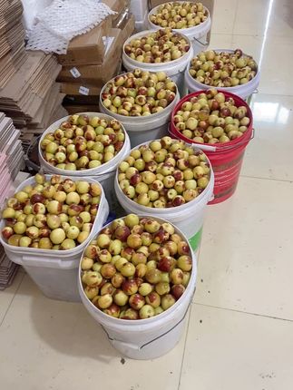 脆甜多汁!现摘大荔冬枣,一口一个停不下来 今天又是一个忙碌的一天!感谢大家的支持与信任!明天继续努力!#吃不完的荔枝这样保存#奇葩水果大试吃#十三太保卷到糕点界了#谁能拒绝夏天来顿辣火锅#全网爆火的半成品测评