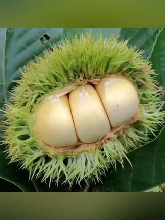 新鲜板栗现摘直发!送礼自食两相宜,包邮退货无忧 #谁懂这座城的好吃程度 #板栗 #大别山特产 