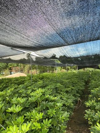 招财绿植,好养又招运! 家里没植物总觉得缺了啥?试试这株四季常青的好养活绿植!#室内绿植#花卉绿植盆栽#爱生活爱养花#绿植盆栽#在平凡的日子里热爱生活