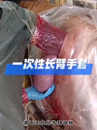 畜牧必备!加厚长臂手套,轻松助产无压力 #畜牧养殖 #一次性长臂手套 #兽医接生 #牧场生活 #牛用品大全