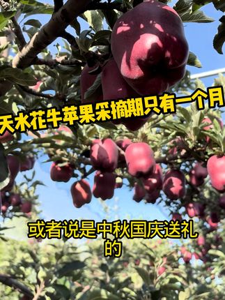 脆甜花牛苹果,坏果包退,放心尝鲜! 中秋佳节送什么礼?送新鲜的天水花牛苹果。#天水的苹果 #天水 #果农的生活 #中秋国庆动起来 