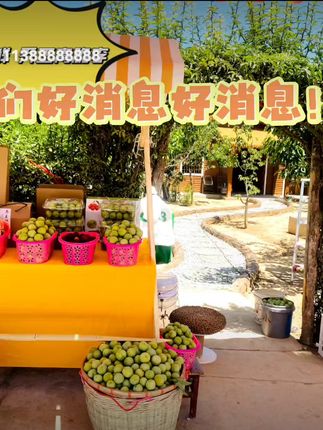 优质无骨脆李熟啦! 采摘节今天开始啦♡连续三天精彩不容错过,安排好时间,快带上你的搭子来乔王畅玩一夏吧!这里包水果自由哒💗#优质农产品 #李子熟了 #采摘节 