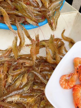 鲜活汪子虾到手无忧,退货超简单! 高盐度汪子虾,螃蟹肉子味的,口感鲜甜