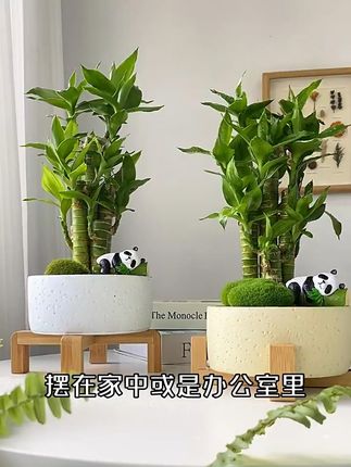 桌面添绿意,节节高升好运来! 家里没装饰太单调?试试这寓意美好的绿植!#花卉绿植#生日礼物#室内盆栽#室内绿植#好看的花分享给好看的你