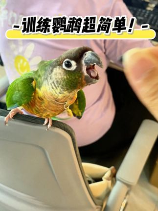 新手养鹦鹉选粮难?少黍配方闭眼入!科学配比更健康,还送油葵瓜子当奖励,轻松当合格铲屎官~#小太阳鹦鹉 #虎皮鹦鹉 #牡丹鹦鹉 #玄凤鹦鹉 #和尚鹦鹉