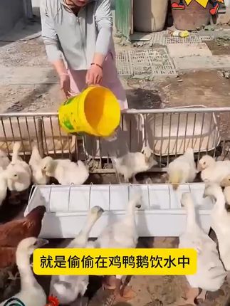家禽健康无忧,全蟲净让家禽远离寄生虫威胁! 今天又去了一家养鸡场,有虫害问题困扰?试试这款产品!#三农 #家禽养殖 #养鸡 #养猪 #鸡鸭鹅养殖