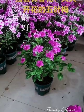 庭院阳台四季花开!长春花包邮退货无忧 木本长春花独桩原盆原土包邮#长春花 #天天开 #五叶梅 #长春花棒棒糖 