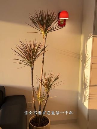 室内空气变清新神器!七彩铁马尾铁太好养了 家里没植物总觉得缺了啥?试试这三种室内绿植!#收到绿玫瑰花束的人真的很幸福#如果在十八我没能送你花#中式插花每一帧都是东方美学#成功解锁Hello Kitty花束#我将报名江苏城市美食联赛
