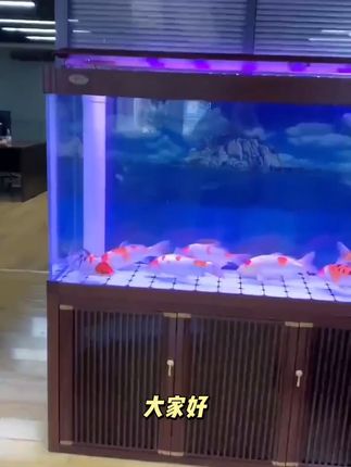家里养鱼超简单!智能过滤循环鱼缸,清水活鱼看得见! 包邮包损,质量保障。#厂家鱼缸 #智能鱼缸 #新中式鱼缸