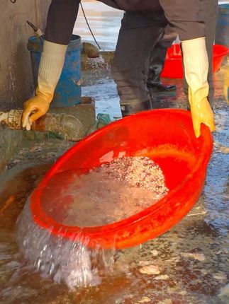 紫色珍珠吊坠,优雅气质瞬间提升! 这里是珍珠之乡知道在哪里吗#珍珠#开蚌取珍珠 