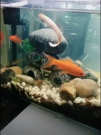 养鱼超简单!迷你鱼缸带运费险,养不好免费退! #鱼缸里的大自然 多层陶罐产鱼窝#多层陶罐透明鱼缸