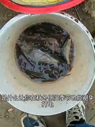 钓鱼高手都在用的秘密武器!高蛋白鱼饵,轻松钓大鱼! 钓鱼总没收获?这款鱼饵帮你搞定!#好物推荐#钓鱼#户外钓鱼#饵料#鱼饵