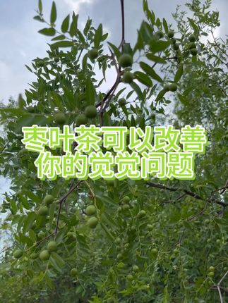 #枣叶茶 晚上数羊数星星的快喝起来