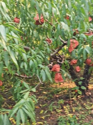 新鲜农家桃子包邮到家,有斑点别怕,口感脆甜! 今天下午四点半开始发货了!大家放心下单吧!顺丰快递包邮到家!#新鲜采摘#脆甜多汁#应季水果#桃子#丰收的味道在抖音