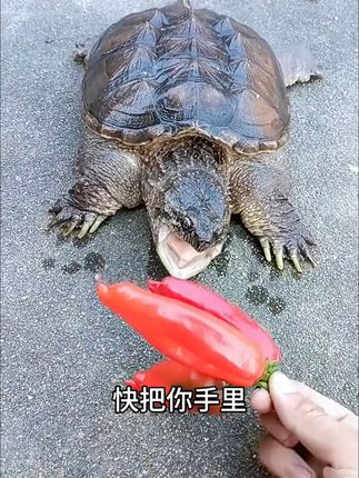 小乌龟吃得欢,主人省心又放心! #乌龟喂食 #龟龟🐢 #龟龟的日常 #小鱼小虾