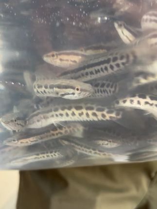 杂交黑鱼苗装货拉拉送给客户