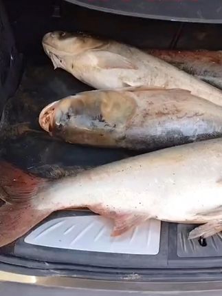 38斤 小怪兽 给你一个安稳的家 #钓鱼 #鱼竿 #超火乡村音乐随拍挑战