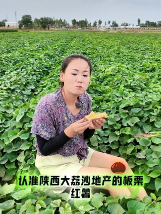 喜欢吃正宗板栗红薯的可以下单了 #大荔板栗红薯 #现挖现发新鲜到家 #沙地种植 #板栗味十足 #老人小孩都爱吃