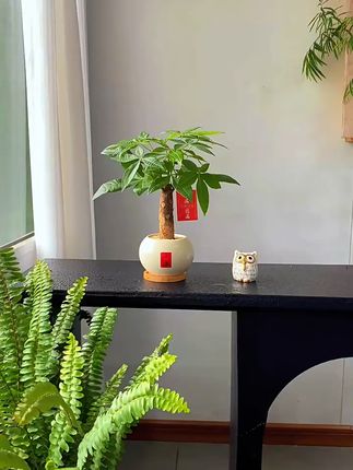 人在知足的时候最富有,在珍惜的时候最幸福. #治愈系绿植 #绿植花卉 #在平凡的日子里热爱生活