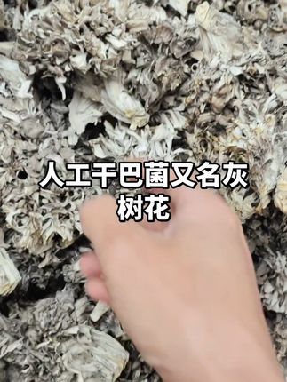 云南干巴菌,鲜香入味,炒饭爆炒煲汤都好吃! 今天又去山里采了新鲜食材回来啦!有喜欢吃的吗?评论区留言哦~#快来一起尝个鲜 #山珍美味 #菌菇 