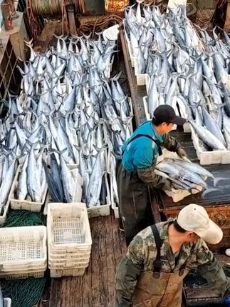 新鲜鲅鱼手打无刺,包邮退货无忧,尝鲜不怕亏! 今天下午三点开始啦!有需要的朋友抓紧时间下单吧~包邮发货,还有运费险哦~#鲅鱼馅#海鲜#海鲜水产#鲅鱼#各省有自己的海鲜九宫格
