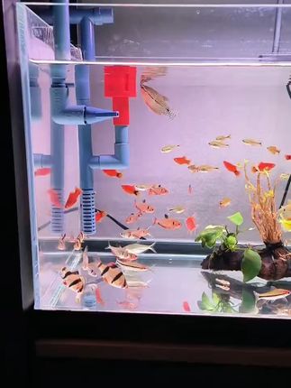 轻松养活热带鱼,打造美丽水族世界! 新手养鱼愁死啦?这种小鱼好养又好看!来自粉丝朋友一眉道人入缸后的反馈,水清鱼亮